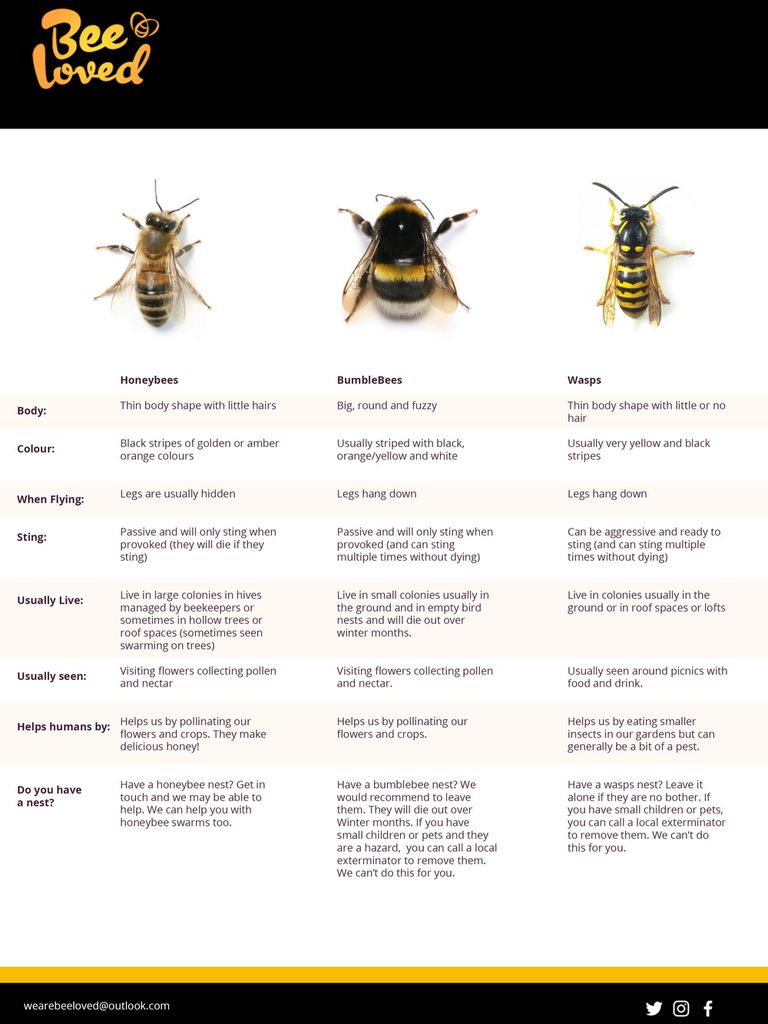 difference between hornet and bee